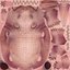 Rat Baby Newborn Collection