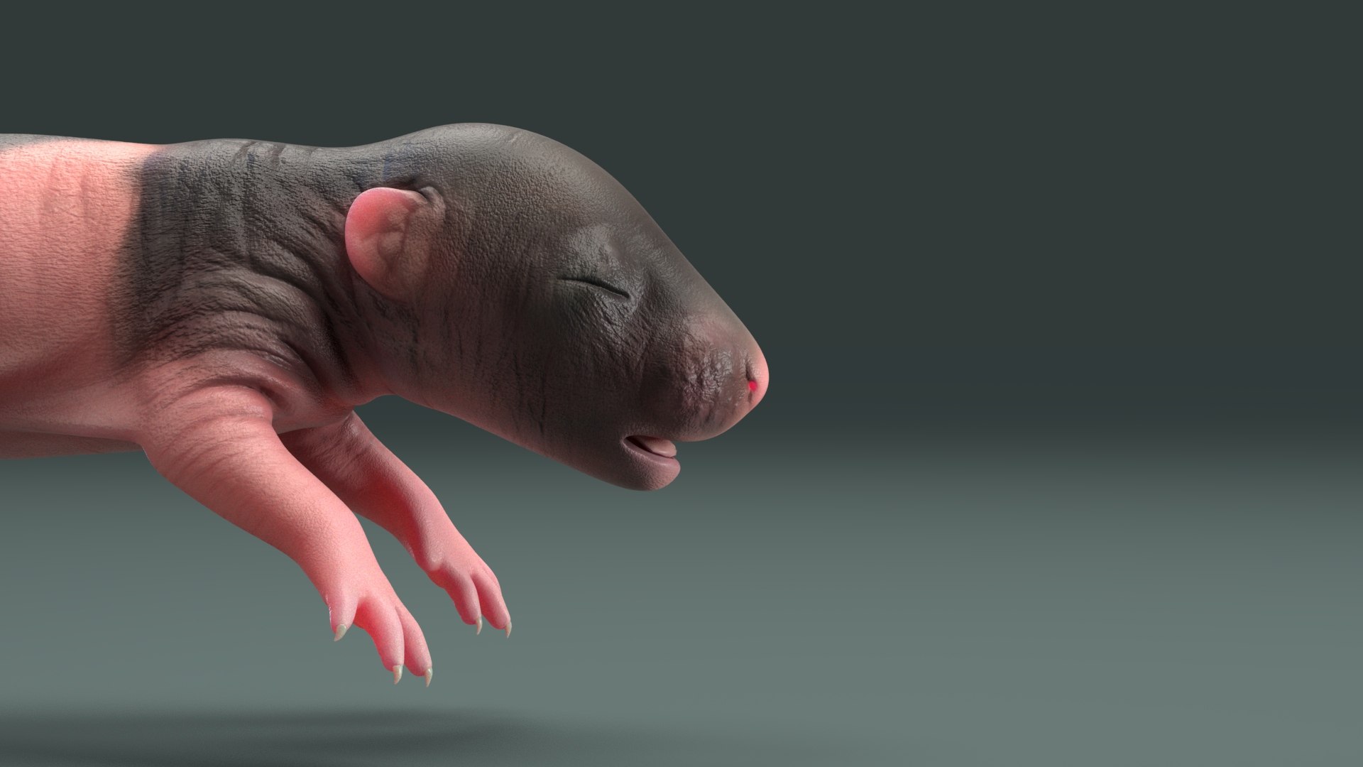 rat baby newborn model https://p.turbosquid.com/ts-thumb/r4/dKp7rR/WMvkQUe5/rat_newborn_10/jpg/1573839000/1920x1080/fit_q87/da672b46f123ea1df9a8ef2b548ec1bd2b511625/rat_newborn_10.jpg