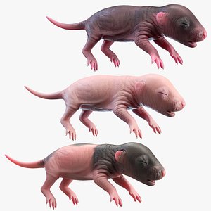 rat baby newborn model