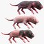 Rat Baby Newborn Collection