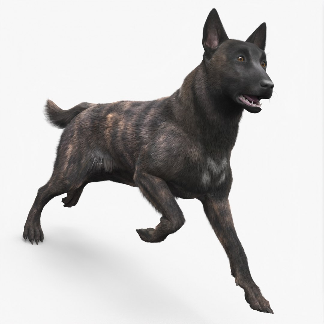 Agile Herding Dog Dutch Shepherd Running Fur 3D model preview