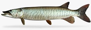 Muskellunge