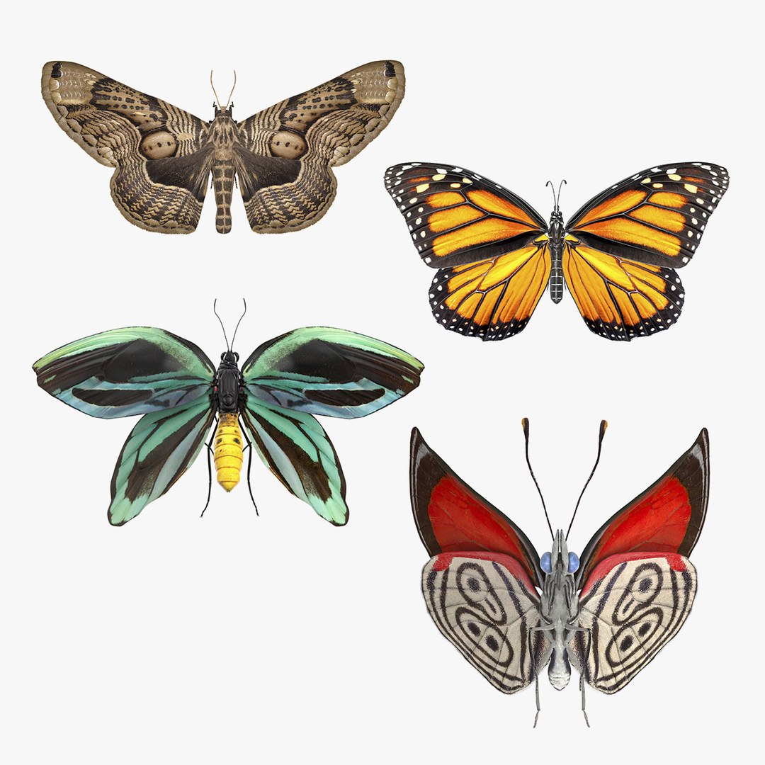 Animated Butterflies Rigged Collection for Cinema 4D 3D model preview