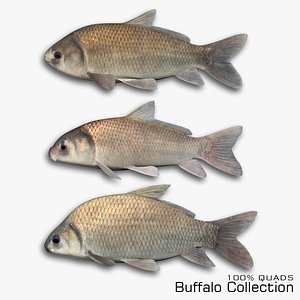 3D Buffalo Collection