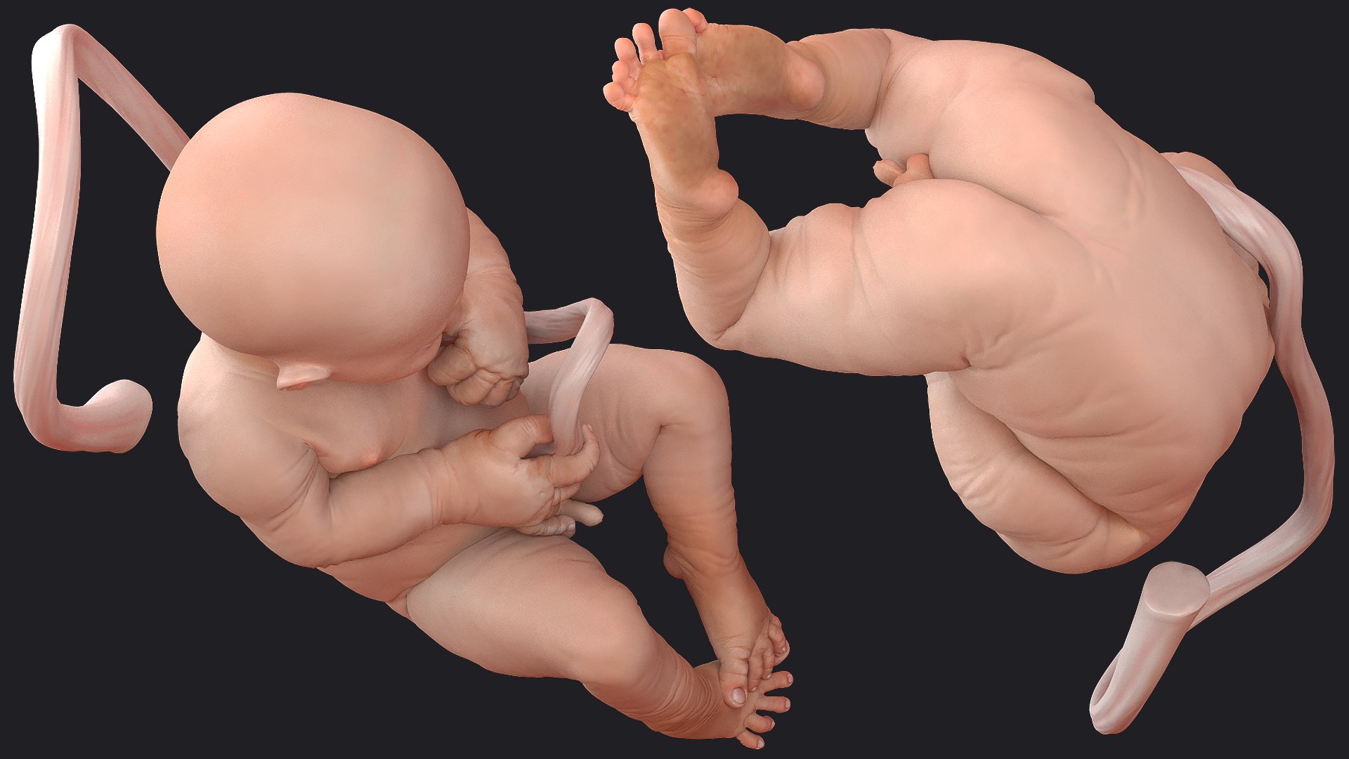 rigged embryos 3D https://p.turbosquid.com/ts-thumb/r5/4foqg3/5L/riggedembryoscollection3dmodel024/jpg/1610385075/1920x1080/fit_q87/27e138389cf46914c86a3f1d0c600a6518dc74b1/riggedembryoscollection3dmodel024.jpg