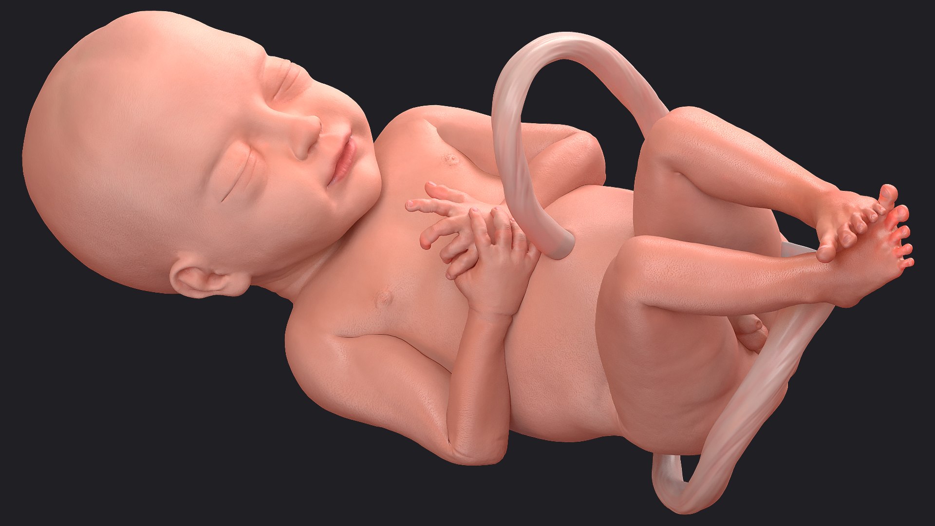 rigged embryos 3D https://p.turbosquid.com/ts-thumb/r5/4foqg3/5w/riggedembryoscollection3dmodel032/jpg/1610385102/1920x1080/fit_q87/cca07e3f8f5f61c7a23eacb5ecddb47929a95b3f/riggedembryoscollection3dmodel032.jpg