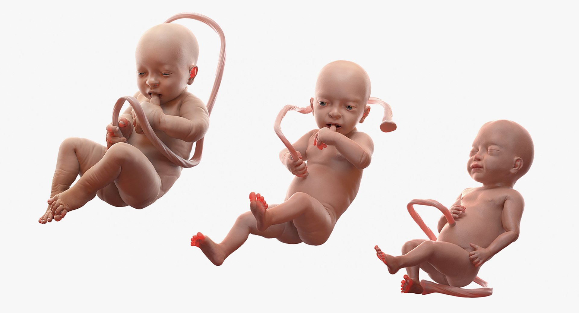 rigged embryos 3D https://p.turbosquid.com/ts-thumb/r5/4foqg3/7z/riggedembryoscollection3dmodel001/jpg/1610384989/1920x1080/fit_q87/7fe12f9e482d8319525ecef4bd0326095eaad26a/riggedembryoscollection3dmodel001.jpg