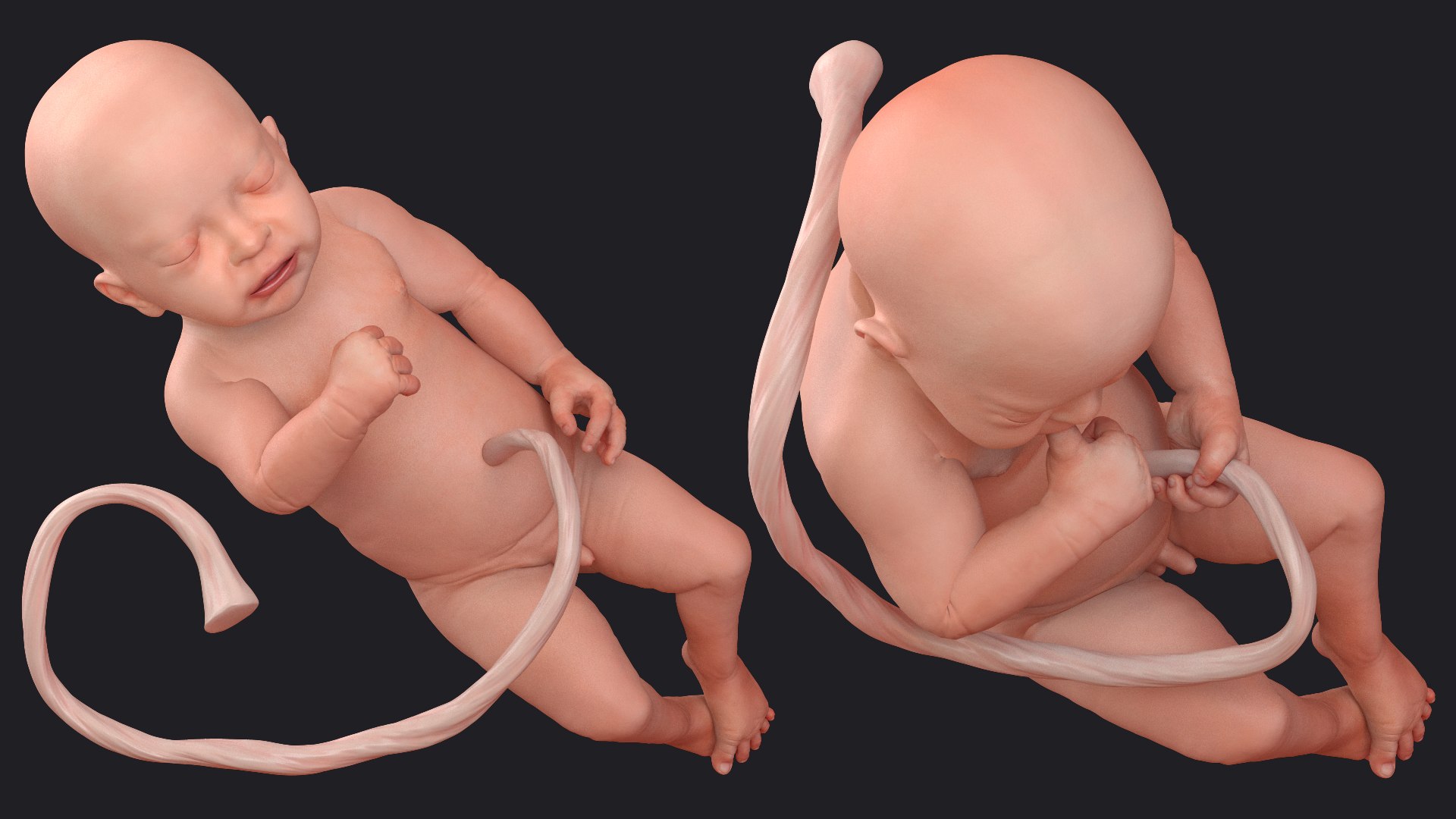 rigged embryos 3D https://p.turbosquid.com/ts-thumb/r5/4foqg3/8e/riggedembryoscollection3dmodel010/jpg/1610385022/1920x1080/fit_q87/946780d29b9818c420c5637b3aeded64fd43b0e0/riggedembryoscollection3dmodel010.jpg