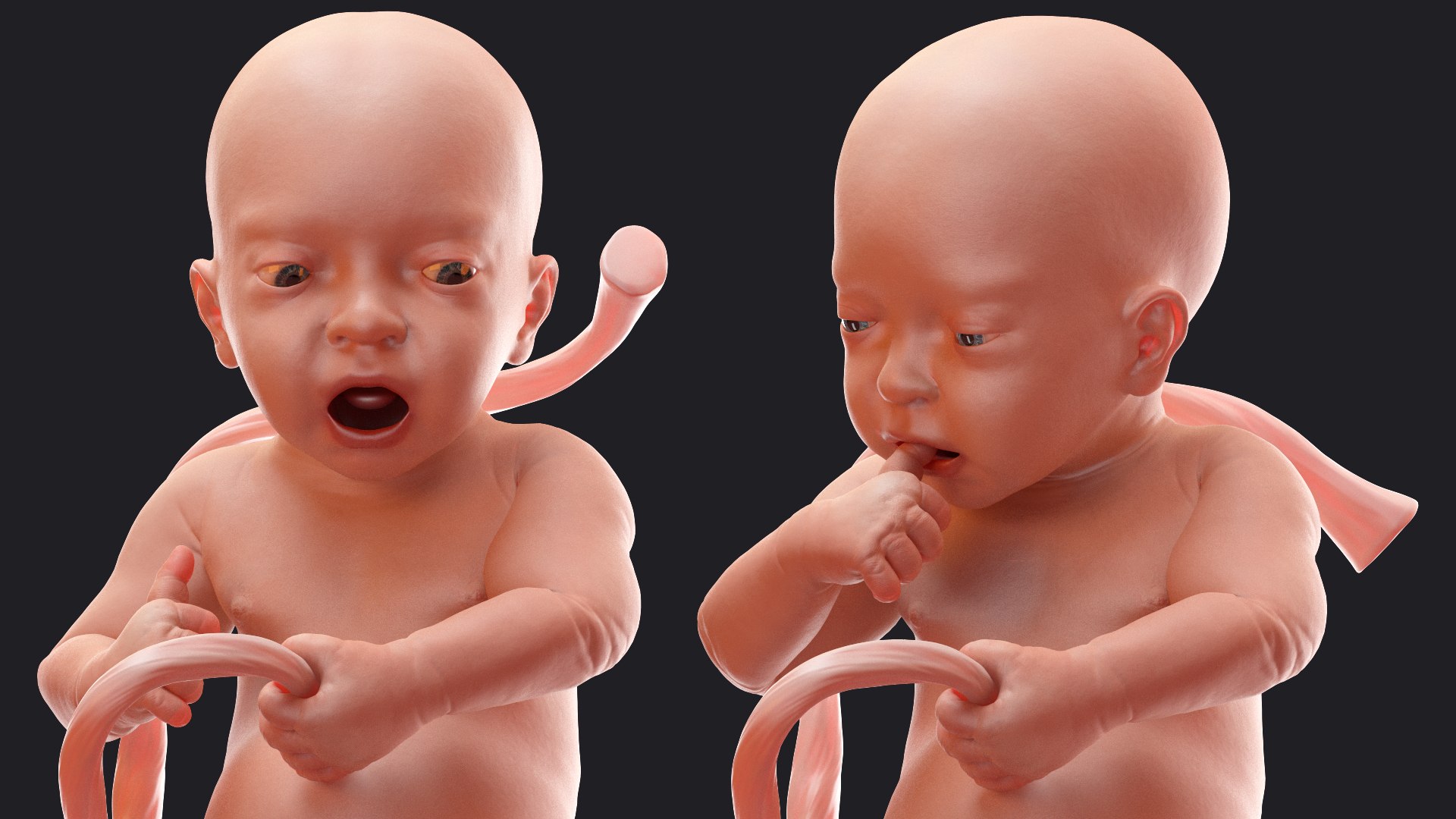 rigged embryos 3D https://p.turbosquid.com/ts-thumb/r5/4foqg3/9v/riggedembryoscollection3dmodel012/jpg/1610385028/1920x1080/fit_q87/4e25aa932ea4ee9cb0dc05868b898b4c4a306aac/riggedembryoscollection3dmodel012.jpg