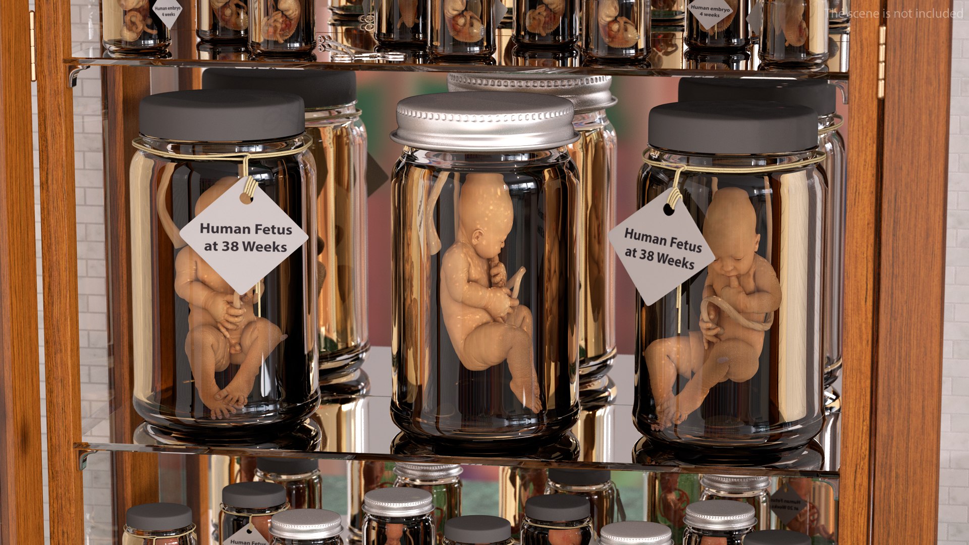 rigged embryos 3D https://p.turbosquid.com/ts-thumb/r5/4foqg3/c0/riggedembryoscollection3dmodel017/jpg/1610385049/1920x1080/fit_q87/4e26a8f416093445ffb68df964062797871b71f5/riggedembryoscollection3dmodel017.jpg
