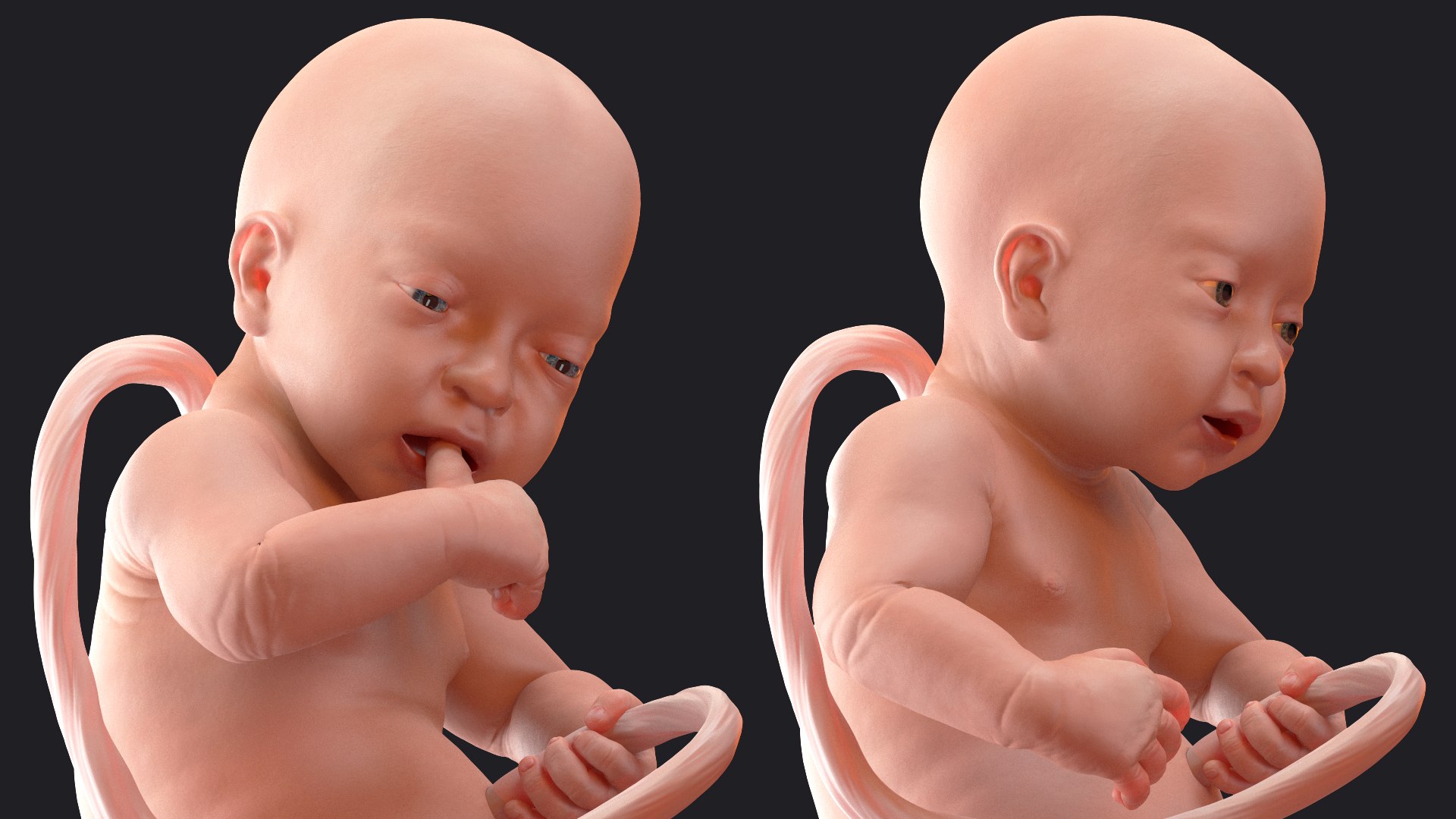 rigged embryos 3D https://p.turbosquid.com/ts-thumb/r5/4foqg3/rd/riggedembryoscollection3dmodel014/jpg/1610385037/1920x1080/fit_q87/19941e9446ca13a80a66a3a2caf2aed3ba1e6e9d/riggedembryoscollection3dmodel014.jpg