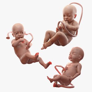 rigged embryos 3D