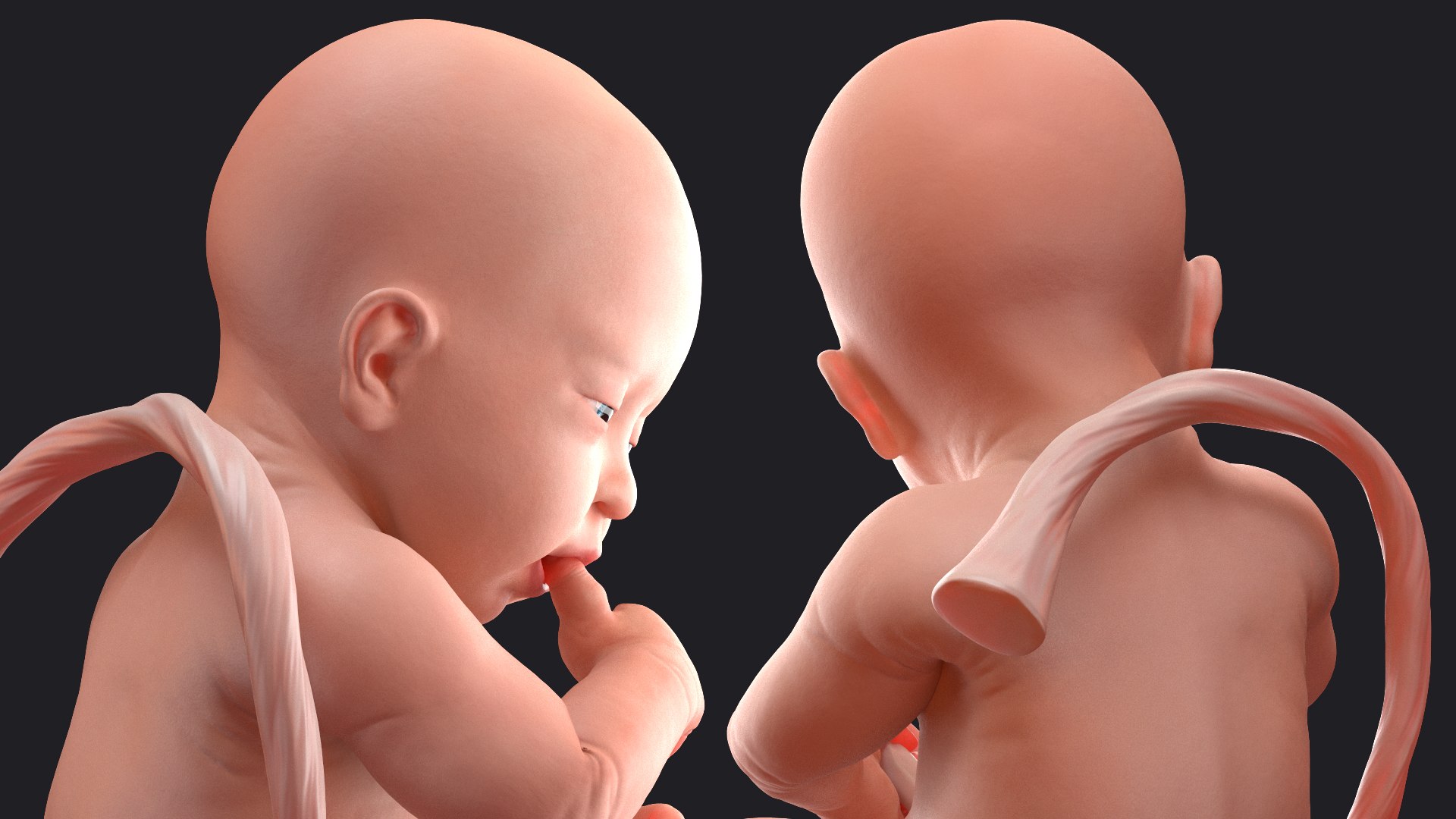 rigged embryos 3D https://p.turbosquid.com/ts-thumb/r5/4foqg3/ua/riggedembryoscollection3dmodel013/jpg/1610385032/1920x1080/fit_q87/fa18560b46386bb904e095eacb716c55759f9109/riggedembryoscollection3dmodel013.jpg