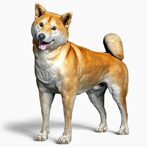 Shiba Inu