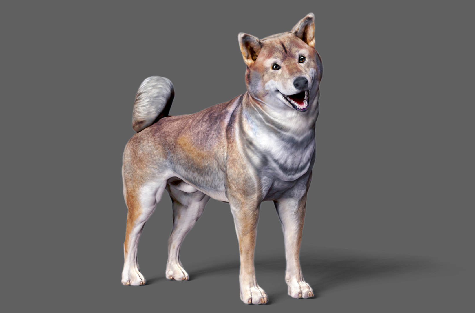 3D Model Dog Shiba Inu - TurboSquid 1448015