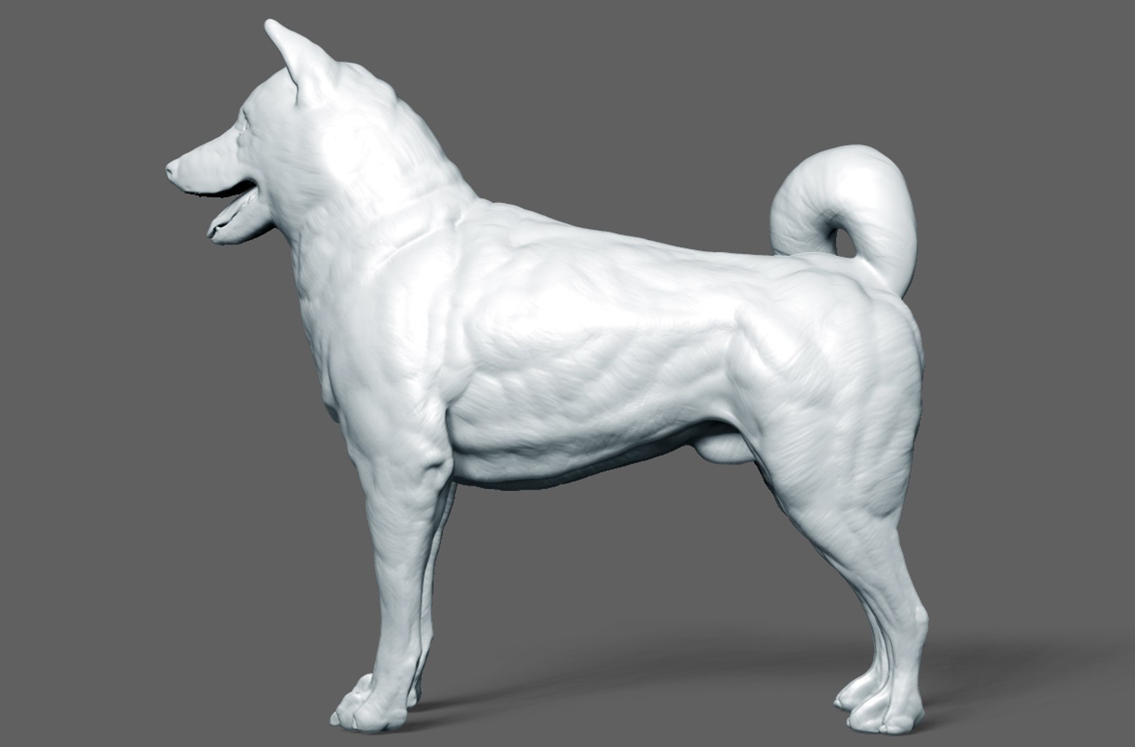 3d Model Dog Shiba Inu - Turbosquid 1448015