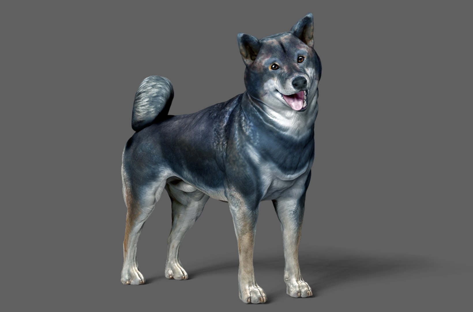 3D Model Dog Shiba Inu - TurboSquid 1448015