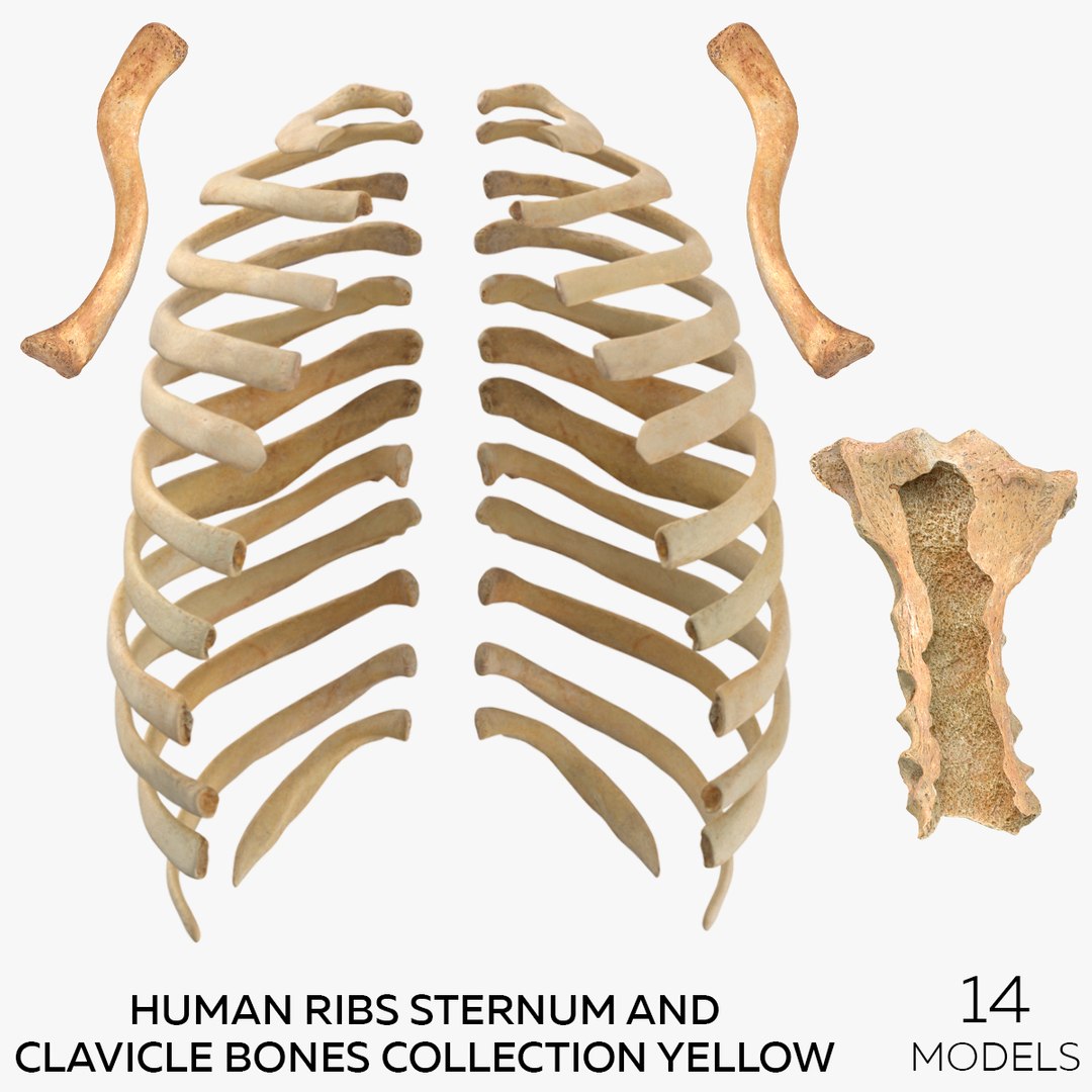Sternum And Ribs