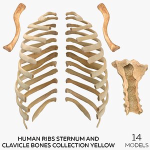 3D Human Ribs Sternum and Clavicle Bone Collection Yellow - 14 models