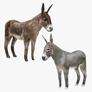 Donkey Gray and Brown 3D
