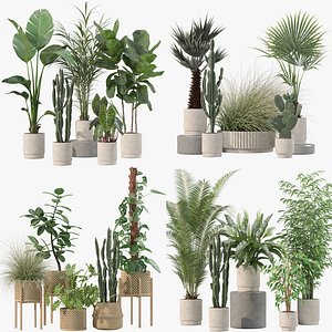 20 Contemporary Interior Plants Bundle Ficus Ivy Cactus Monstera - Set 201 203 205 216