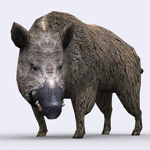 - boar animations wild 3d model