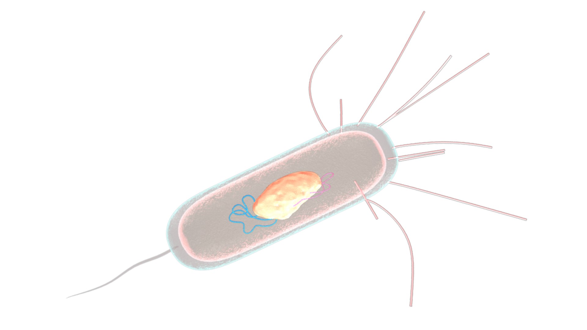 Obj Hotspring Bacterial