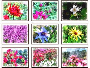 pictures flowers model