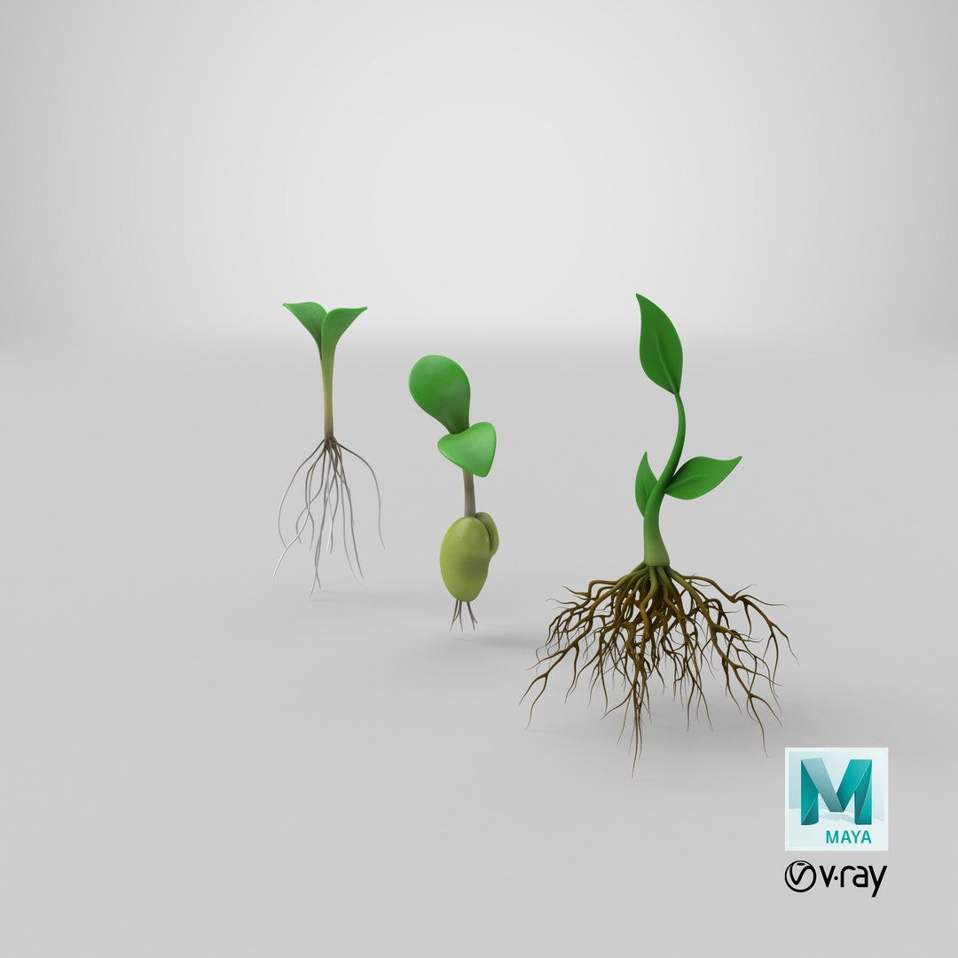 3D model plant roots https://p.turbosquid.com/ts-thumb/r5/lmrstK/4LGbc7To/stemcell_maya_vray_render/png/1608268984/1920x1080/fit_q87/f1a988b4cb44948a84733d6c728d16afcbedc2cd/stemcell_maya_vray_render.jpg