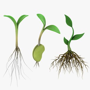 3D model plant roots