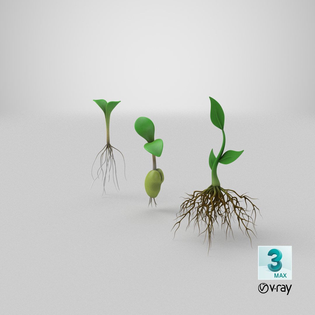 3D model plant roots https://p.turbosquid.com/ts-thumb/r5/lmrstK/Rv4eu6Px/stemcell_max_vray_render/png/1608268971/1920x1080/fit_q87/e5f194a61847174dfca393ad6bbbcc46c60c7878/stemcell_max_vray_render.jpg