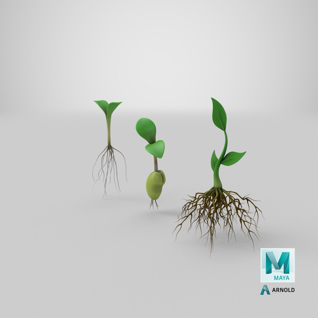 3D model plant roots https://p.turbosquid.com/ts-thumb/r5/lmrstK/TheJjNwX/stemcell_maya_arnold_render/png/1608268975/1920x1080/fit_q87/8a975a884d3d730cdc859bbbd9244b43047f973d/stemcell_maya_arnold_render.jpg