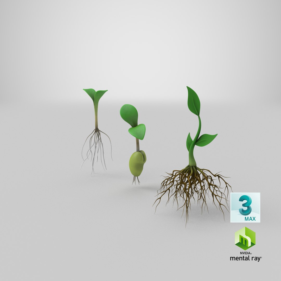 3D model plant roots https://p.turbosquid.com/ts-thumb/r5/lmrstK/k2XUoDwZ/stemcell_max_mental_ray_render/png/1608268965/1920x1080/fit_q87/8ddcc2bc33694db7d23569113dcec7980a562c4e/stemcell_max_mental_ray_render.jpg