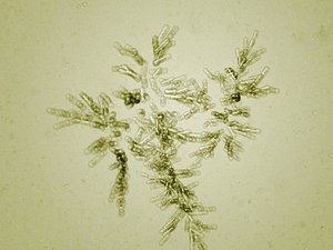 pflow dividing cells 3d model