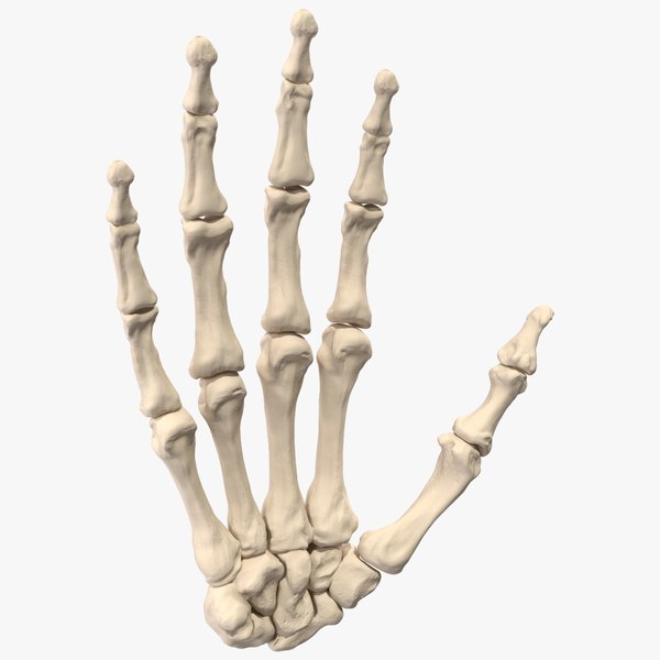 modelo 3d Esqueleto de la mano humana - TurboSquid 2386045