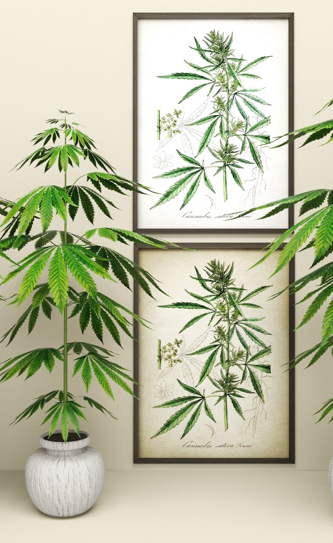 3d model of cannabis https://p.turbosquid.com/ts-thumb/r6/DMFaTG/2Q44zGCJ/plant05/jpg/1475053703/1920x1080/fit_q87/802715dc995132a5c576fe2c6426ed88fe9538d9/plant05.jpg