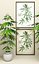 Cannabis