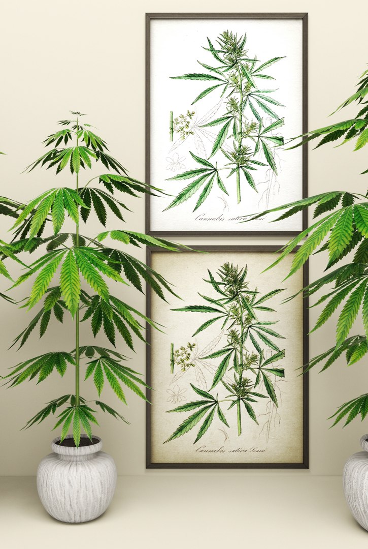 3d model of cannabis https://p.turbosquid.com/ts-thumb/r6/DMFaTG/5y25dEm1/plant03/jpg/1475053703/1920x1080/fit_q87/8527c856641b4357d5cf73e2d798a8f1462745fc/plant03.jpg