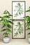 Cannabis