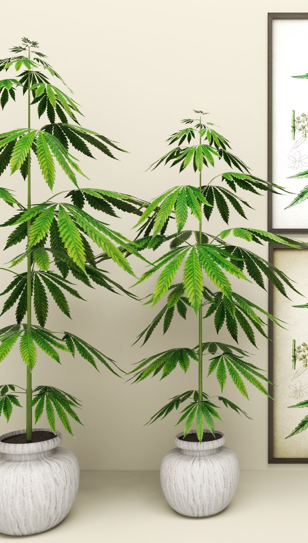 3d model of cannabis https://p.turbosquid.com/ts-thumb/r6/DMFaTG/HQ13FSnS/plant01/jpg/1475053703/1920x1080/fit_q87/faa55aaf0998e5dcc7d638ea5a58db27a8d2af1b/plant01.jpg