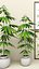 Cannabis
