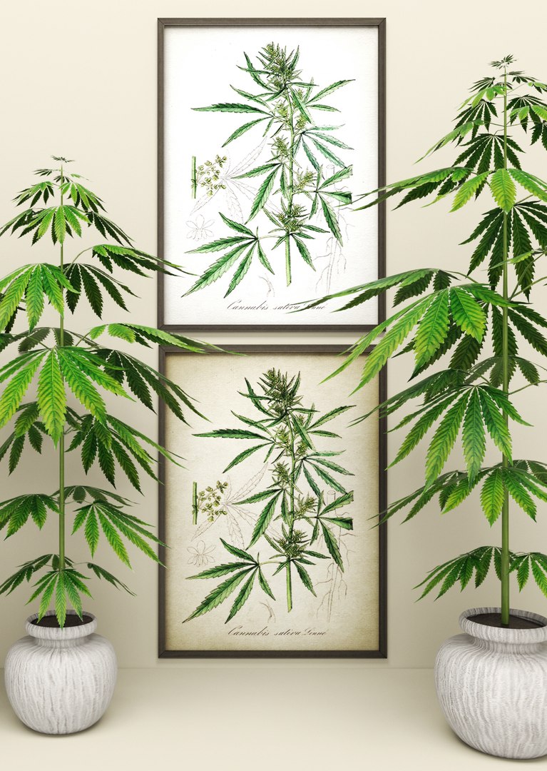 3d model of cannabis https://p.turbosquid.com/ts-thumb/r6/DMFaTG/W8Ji0u5w/plant02/jpg/1475053703/1920x1080/fit_q87/33075694494abbef48e1189dea1280e3e89d4850/plant02.jpg