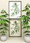 Cannabis