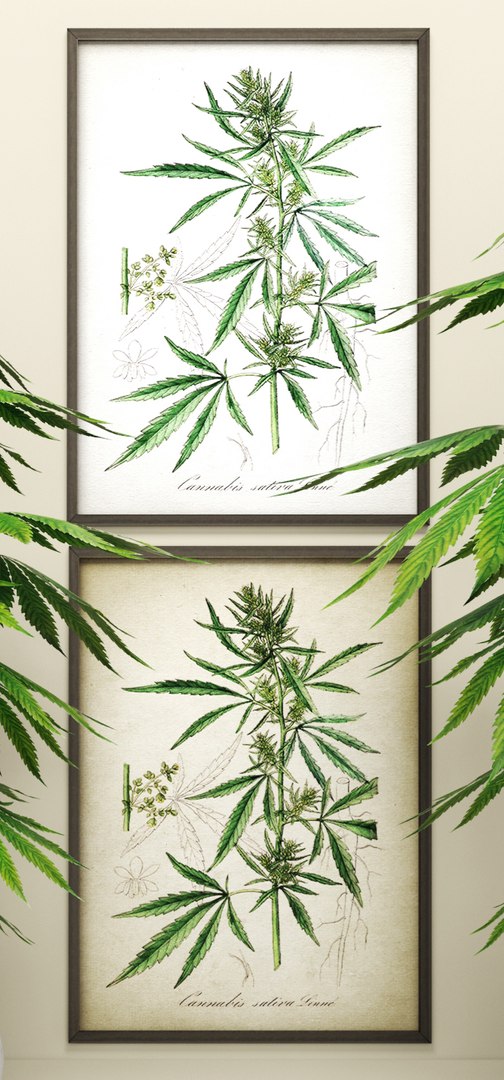 3d model of cannabis https://p.turbosquid.com/ts-thumb/r6/DMFaTG/dwqOSHcL/plant04/jpg/1475053703/1920x1080/fit_q87/c6f4d96230998bd96ce291e699c5eeee04685c5f/plant04.jpg