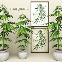 Cannabis
