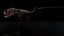 Wyvern Rex
