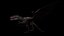 Wyvern Rex