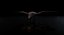 Wyvern Rex