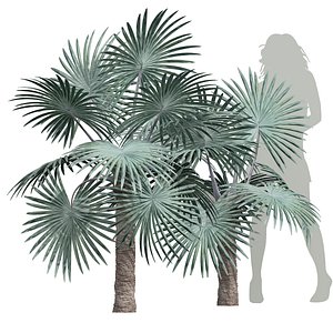 3D New Plant High detail Bismarckia Nobilisi Palm Small