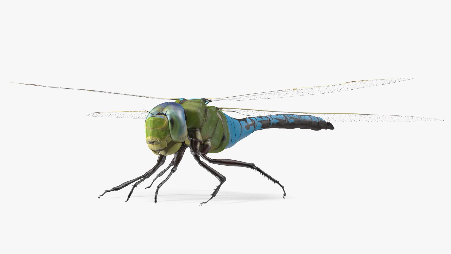 Dragonfly model https://p.turbosquid.com/ts-thumb/r6/P5uqoR/9f/dragonflyc4dmodel010/jpg/1667344967/1920x1080/fit_q87/5b0e58d1f5a779b053497f49f727af44fd246871/dragonflyc4dmodel010.jpg